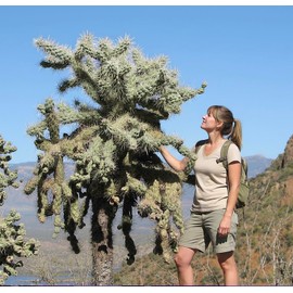 1 UNROOT Cutting 3-5 INCHES Cylindropuntia fulgida VAR. fulgida 'Jumping Cholla Cactus', Cutting