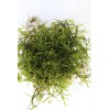 Guppy Grass – Floating Aquarium Plant – Buy 2 Get