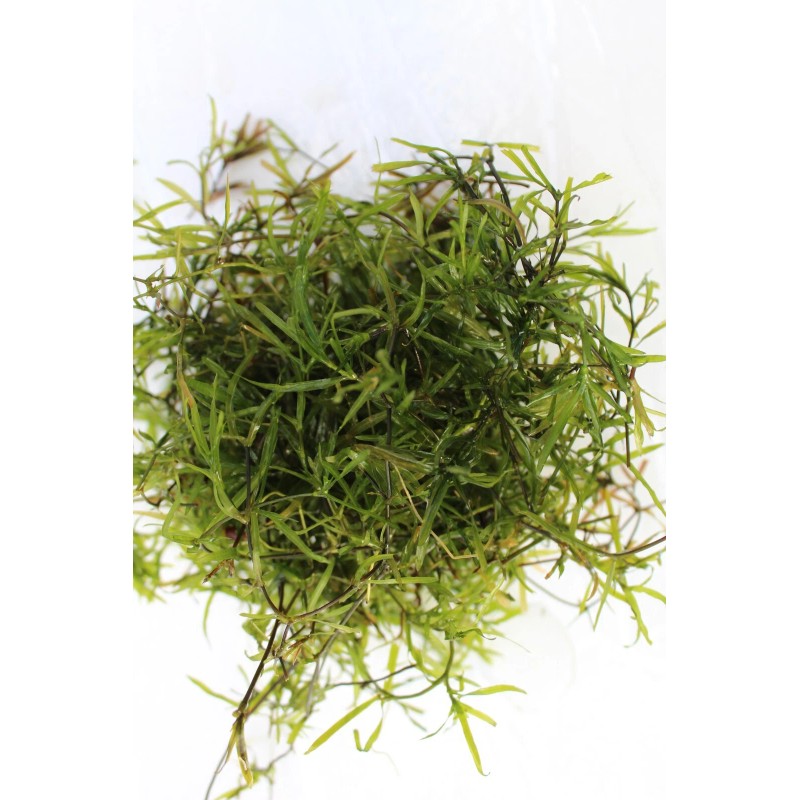 Guppy Grass – Floating Aquarium Plant – Buy 2 Get