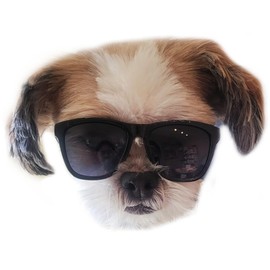 G014 Dog Small Breed up to 15lbs Pet Cat Puppy 80s Retro Sunglasses (Black)