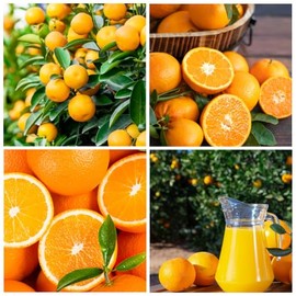 15+ Seed Navel Orange Seeds Tropical Fruit for Planting Outdoor-Non-GMO Heirloom Sweet Edible Fruit Tree Plant in Your Home Garden