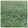 Everwilde Farms - 1 Oz Canada Wild Rye Native Grass