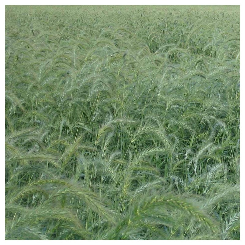 Everwilde Farms - 1 Oz Canada Wild Rye Native Grass
