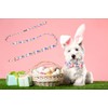 Lionet Paws Easter Day Dog Leash Matching Dog Collar for