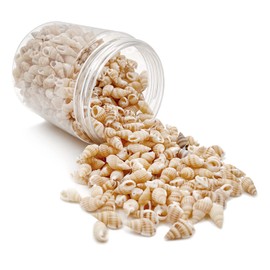 LYFJXX Mixed Shells Ocean Beach Spiral Shells Craft Charms for Home Decorations, Wedding Decoration, DIY Crafts, Aquarium and Vase Fillers (530 ~ 560 Pieces Shell)