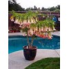 generic Pink Brugmansia, Angel Trumpet, Rooted Live plant 6-14 inches