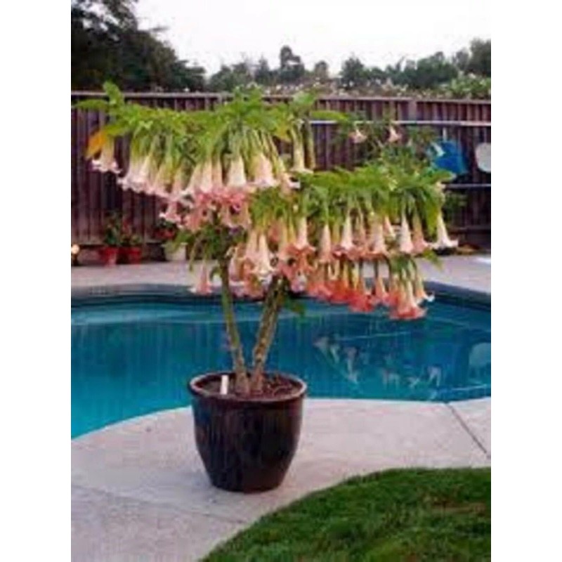 generic Pink Brugmansia, Angel Trumpet, Rooted Live plant 6-14 inches