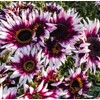 100 Strawberry Pink & White Sunflower Seeds: Heirloom Beauty for