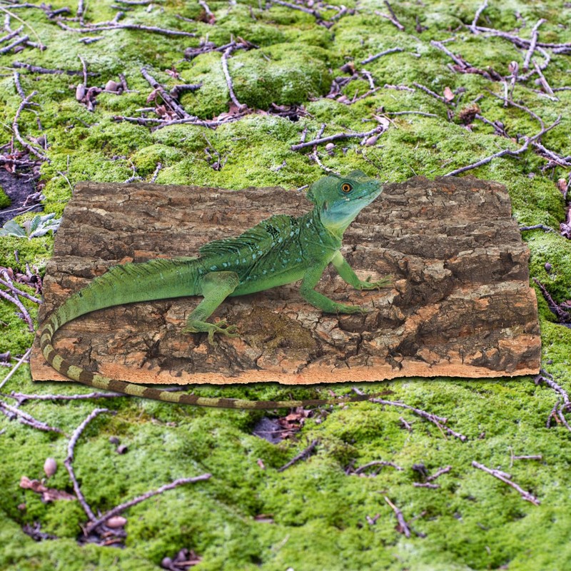 Angoily Cork Bark for Reptiles, Natural Bark for Bearded Lizard