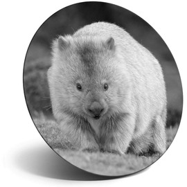 Destination Vinyl ltd Magnet for Refrigerator, Fridge BW - Cute Wombat Australia Animal for Office, Cabinet and Whiteboard, Magnetic Stickers, 38239