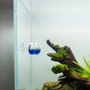 Measury CO2 Continuous “Orb” Test for Aquariums - Made in