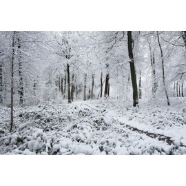 Quiet Time Boutique 1 oz Candle Soap Home Fragrance Oil-Winter Woodlands