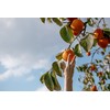 Tomorrow, I Am Climbing on the Persimmon Tree Feminine Wash