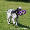 PULLER Midi Puller for Small and Medium Dogs