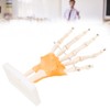 Human Hand Model Hand Joint Display Model for Patient Training