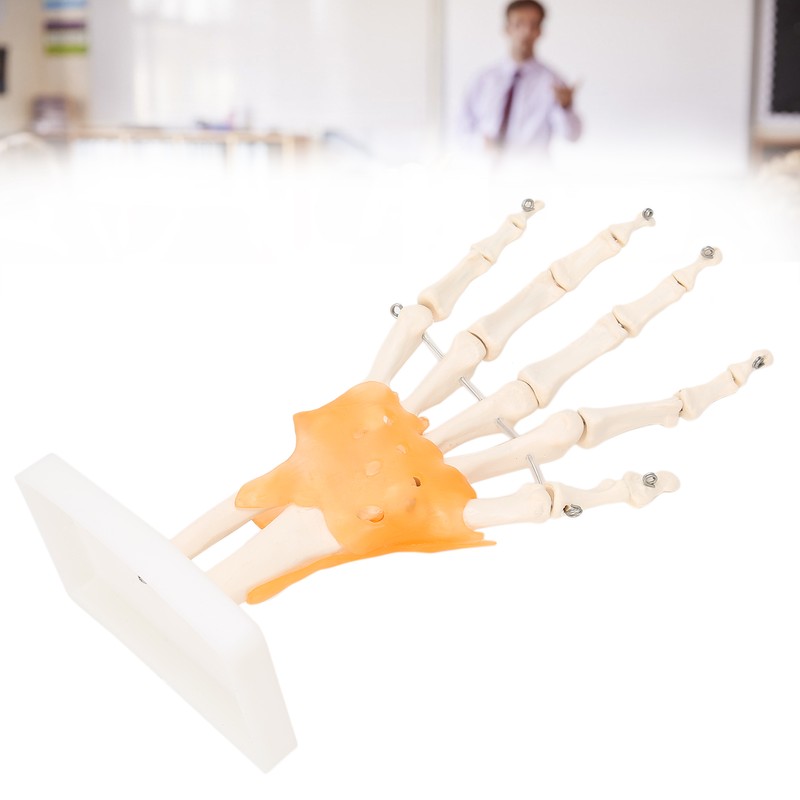 Human Hand Model Hand Joint Display Model for Patient Training
