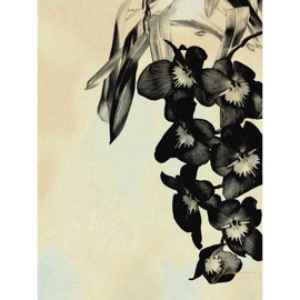 ArtDirect Burghardt, James 19x24 Gallery Wrapped Canvas Museum Art Titled: Orchid Blush Panels II