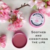 C.O. Bigelow Sakura Rose Salve Tins, Pack of 3 Lip