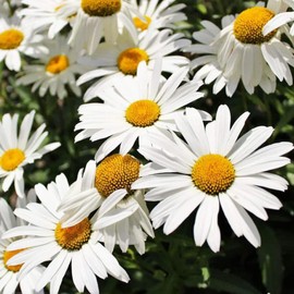 5000+ Perennial Chrysanthemum Seeds for Planting-AKA Shasta Daisy Heirloom Wildflower Seeds Pack