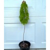 Tree Silver Maple Tree - 12-18" Tall - Live Plant