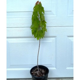 Tree Silver Maple Tree - 12-18" Tall - Live Plant - Quart Pot - Acer Saccharinum