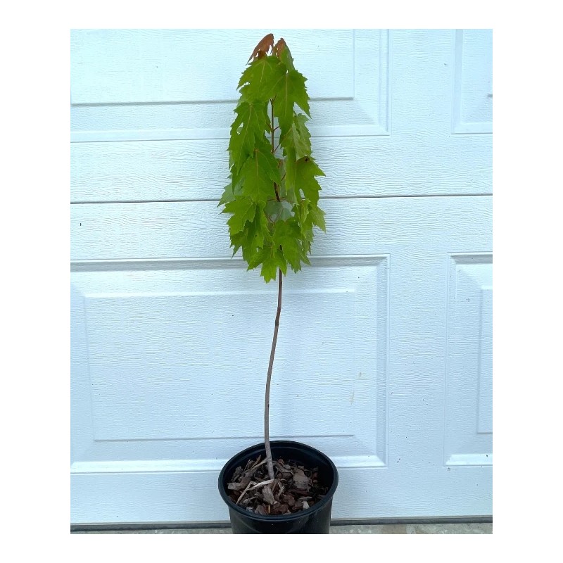 Tree Silver Maple Tree - 12-18" Tall - Live Plant