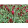 Crimson Clover Seeds, 5 Pounds