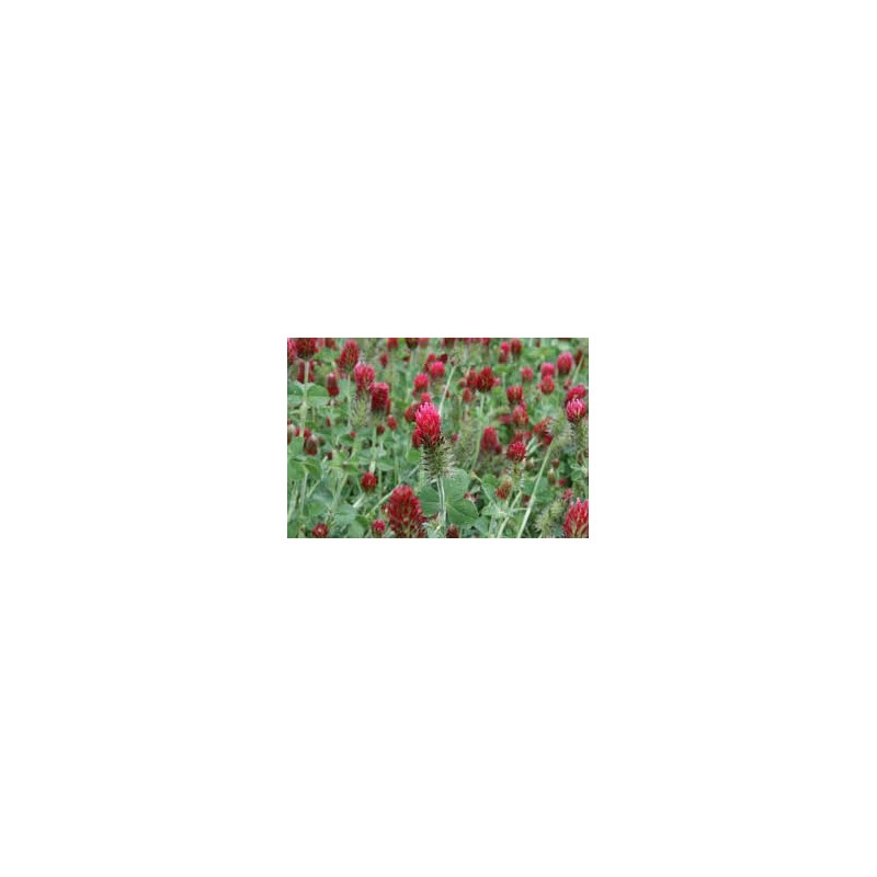 Crimson Clover Seeds, 5 Pounds