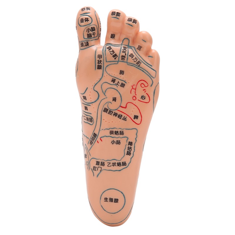 2pcs 19cm / 7.5in Feet Acupoint Model Acupuncture Teaching Aids