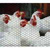 Boen - Plastic Hex Chicken Wire Mesh Temporary Fence Roll