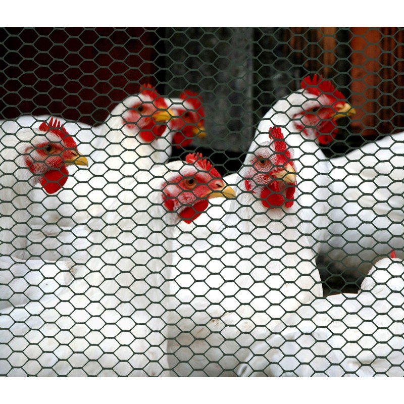 Boen - Plastic Hex Chicken Wire Mesh Temporary Fence Roll