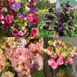 50+Mixed Lisianthus Seeds for Planting-Perennial Eustoma Grandiflorum Flower Plants Seeds