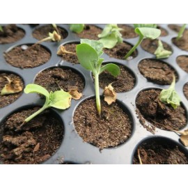 Fungicida Orgánico Trichoderma Harzianum Tricho-sin 240 Gr                                                                                            