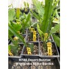 Cactus Rooted Epiphyllum Orchid Cactus “Desert Sunrise” Growing In 4”