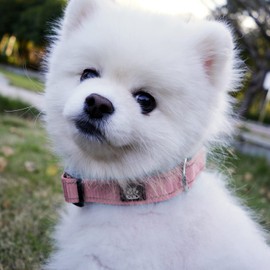 IVY&LANE 2 Pack Reflective Dog Collars and Leashs Set,Adjustable Neoprene Padded Dog Collar for Puppy, Breathable Nylon Pet Collar for Small Medium Large Dogs(Medium,Blue+Pink)