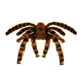 Tarantula Furry 65cm Bendable Accessory for Fancy Dress