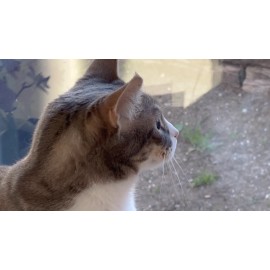 Casa Botanica 5Pcs Castor Oil Pet Formula  , Casa Botanica