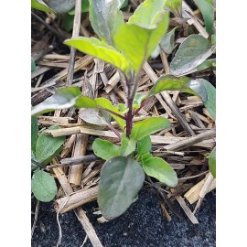 Roots 4 LIVE THAI HOLY BASIL - HEBRS ROOTS TO PLANT 4-5 Inches "KA POAW"