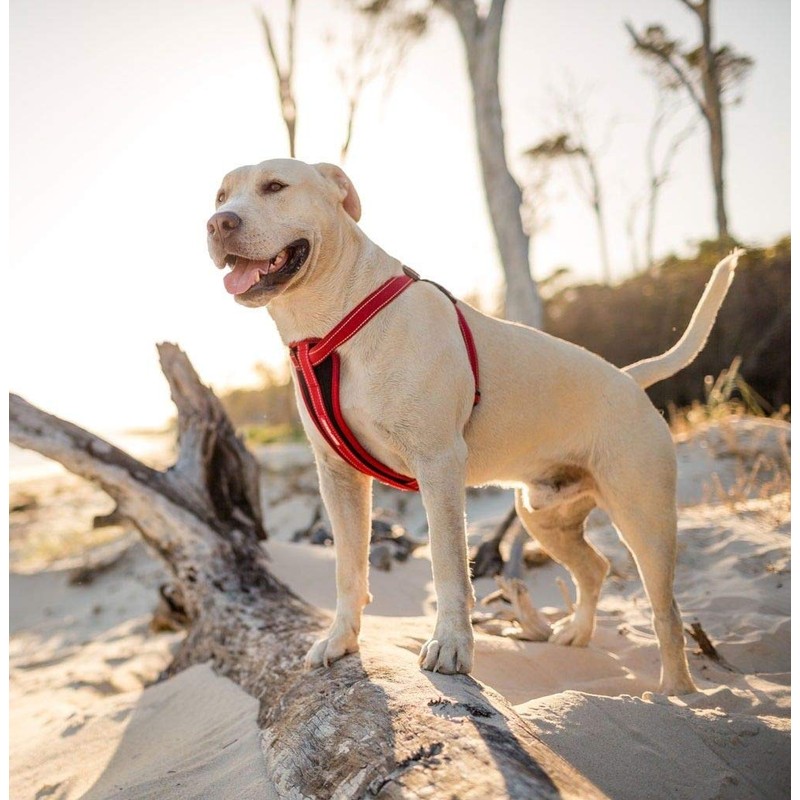 EzyDog Adjustable Chest Plate Harness - Small, Medium, XL, &