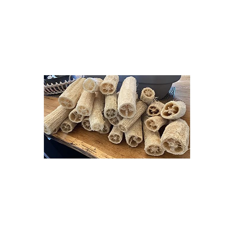 Luffa acutangula Sponge Angled Chinese Okra Ridged Gourd Sinkwa Silky