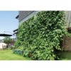 sehutexi- 3 Gardening Net Installation Rope with Eyes Faux 10