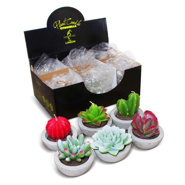 DarkSteve Decorative Citronella Plant Candle Collection - 6 pcs |