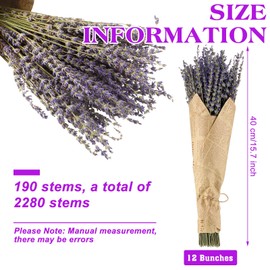 Jutom 12 Pack Total 2280 Stems Dried Lavender Bundle Bulk Organic Lavender Flowers Decor Natural Dried Purple Flowers Bunches for Bathroom Shower DIY Arrangements Wedding Home Party Decorations