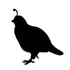 1002 Quail Decal decals for trucks by Waterfowldecals (Small, Black)