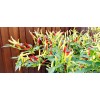 Home-Growth Hot- Crunchy White Eagle Claw Chili Pepper - 30