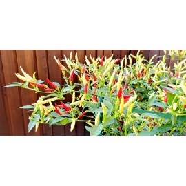 Home-Growth Hot- Crunchy White Eagle Claw Chili Pepper - 30 seeds 2024 - USA