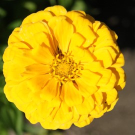 Outsidepride 1000 Seeds Annual Zinnia Elegans Dahlia Yellow Canary Bird Flowers for Planting