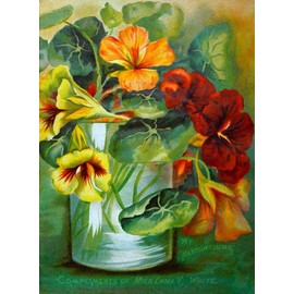 Historic Pictoric Choice Flower Seeds /.Minneapolis :Emma V. White. - Vintage Print Reproduction 450826