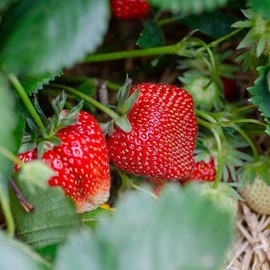 Ozark Beauty Everbearing Strawberry Plants - Sweet, Wedge-Shaped Berries - Bare Root Strawberry Plants from Hand Picked Nursery (10)