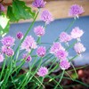 Chives Seeds Allium Schoenoprasum Herbaceous Perennial Culinary Attracts Pollinators Rich